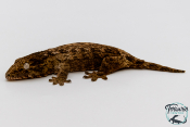 Rhacodactylus leachianus - Gecko géant de Nouvelle-Calédonie "Henkeli"
