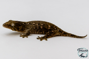 Rhacodactylus leachianus - Gecko géant de Nouvelle-Calédonie Mont Koghis 