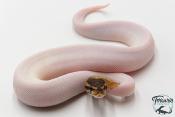 Python royal - Python regius Piebald Mojave
