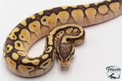 Python royal - Python regius Butter Pastel Yellow Belly