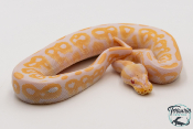 Python royal - Python regius Albinos Black Pastel