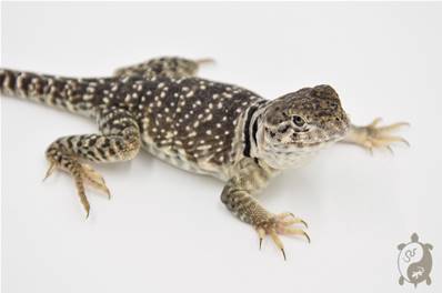 Crotaphytus collaris collaris - Lézard à collier