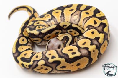 Python royal - Python regius Super Pastel