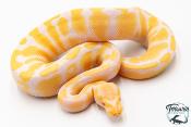 Python royal - Python regius Albinos