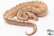 Python royal - Python regius Banana Mojave GHI