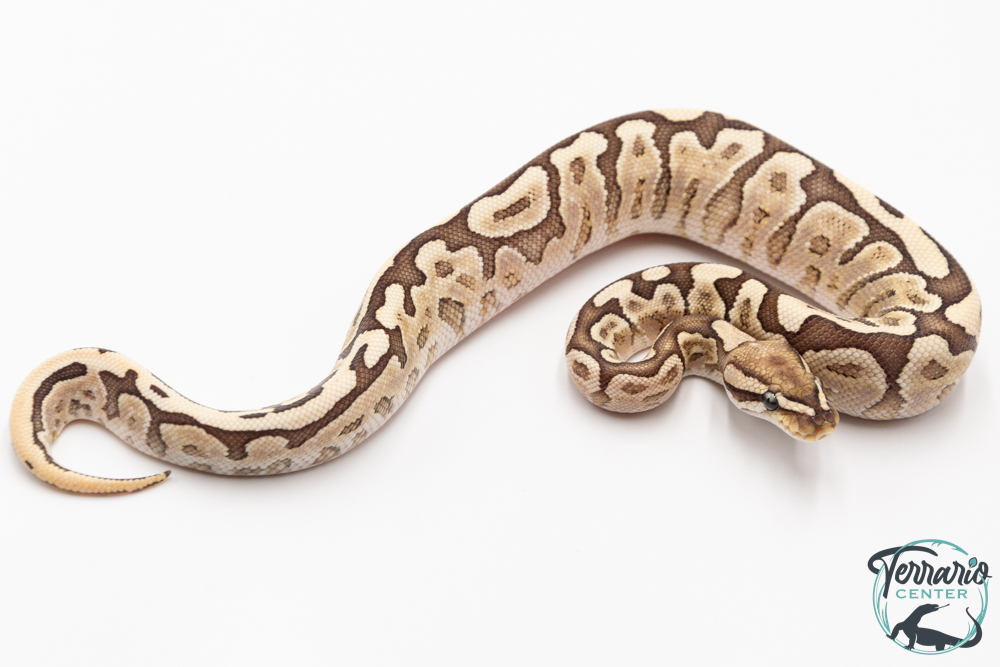 Python royal - Python regius Bamboo Enchi 