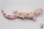 Eublepharis Angramainyu - Gecko à queue grasse iranien 
