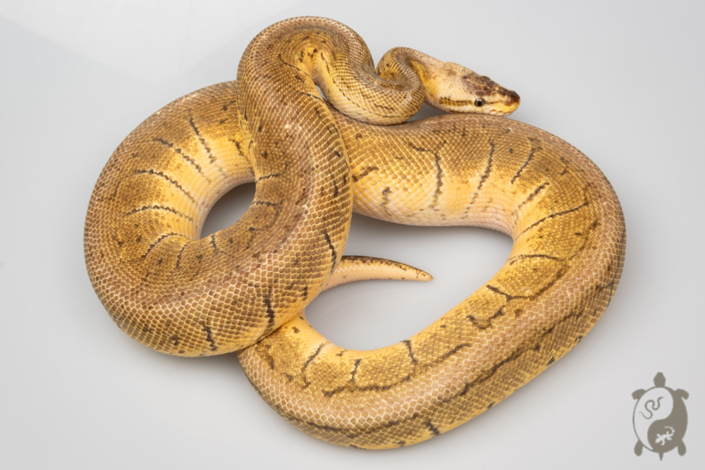 Python regius Lemon Blast Ghost