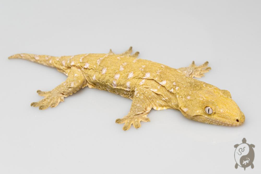 Rhacodactylus leachianus - Gecko géant de Nouvelle-Calédonie Bayonnaise