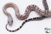 Serpent des blés - Pantherophis guttatus Scaleless Anery