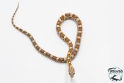 Serpent des blés - Pantherophis guttatus Goldust