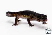 Gecko Léopard - Eublepharis Macularius - Black Night - Femelle &#9792; F3