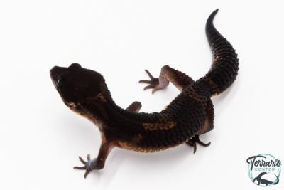 Gecko Léopard - Eublepharis Macularius - Black Night - Femelle &#9792; F4