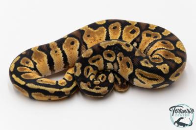 Python royal - Python regius Pastel