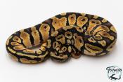 Python royal - Python regius Pastel