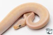 Python royal - Python regius Banana Lemon Blast Mojave GHI