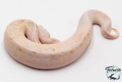 Python royal - Python Regius Vanilla Scream Lesser