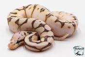 Python royal - Python regius Killer Bee Yellow Belly