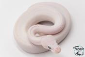 Python Royal - Python regius Leucistic