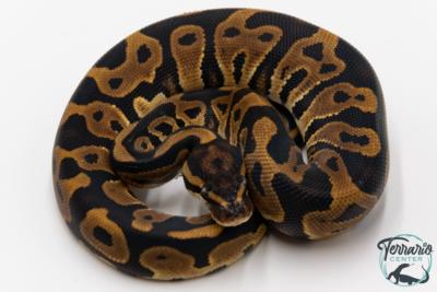 Python royal - Python regius Leopard