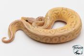Python royal - Python regius Banana Pewter