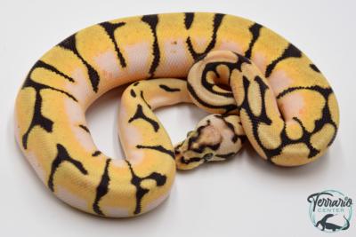 Python royal - Python regius Bumblebee Orange Dream