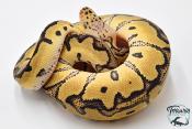 Python royal - Python regius Clown Pastel