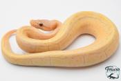Python royal - Python regius Banana Lemon Blast