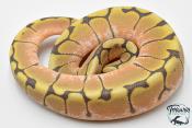 Python royal - Python Regius Spider Hypo