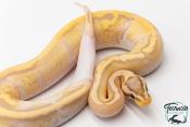 Python royal - Python regius Banana Pastel Piebald