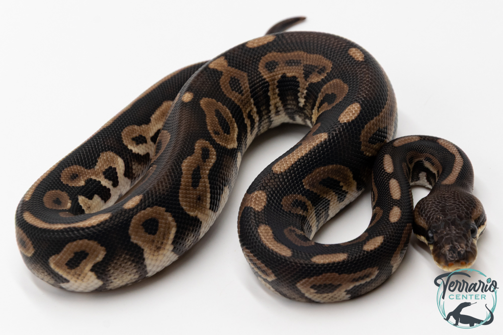 Python royal - Python regius Black Pastel