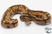 Python royal - Python regius Leopard Enchi Hypo 
