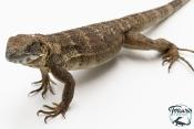 Ctenosaura pectinata - Iguane à queue épineuse de l'Ouest - Piebald