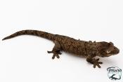 Mniarogekko chahoua - Gecko mousse - Grande Terre - NC 2025 - Mâle 04