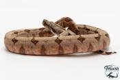 Boa constricteur - Boa imperator Mandarine Belly 