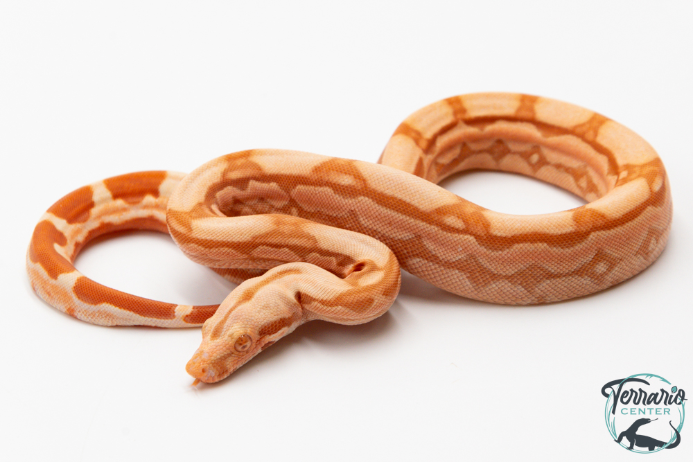 Boa constricteur - Boa imperator Arabesque Junglow Kahl