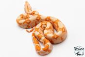 Boa constricteur - Boa imperator Junglow Kahl 