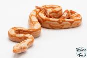 Boa constricteur - Boa imperator Arabesque Albinos Kahl 