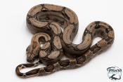Boa constricteur - Boa imperator Mandarine Belly 