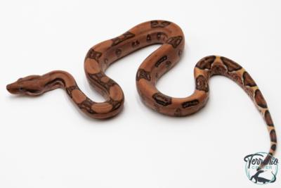 Boa constricteur - Boa imperator Blood Jungle het Kahl