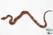 Boa constricteur - Boa imperator Blood Jungle het Kahl