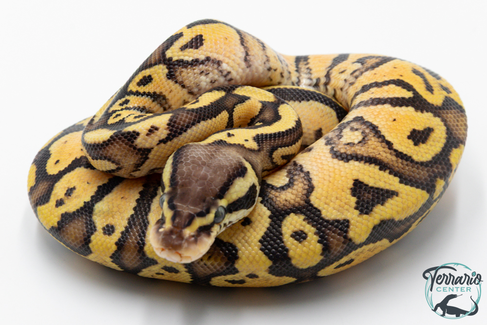 Python royal - Python regius Pastel Vanilla
