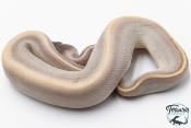 Python royal - Python regius Super Phantom Pinstripe