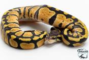 Python royal - Python regius Pastel