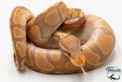 Python royal - Python regius Banana GHI