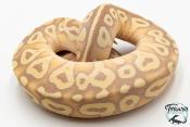 Python royal - Python regius Banana Pastave