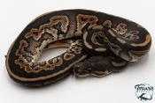 Python royal - Python regius Black Pastel