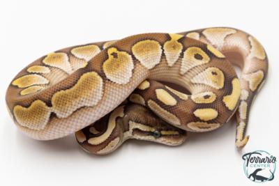 Python royal - Python regius Butter