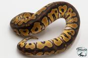 Python royal - Python regius Clown Phantom