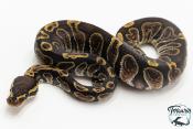 Python royal - Python regius GHI